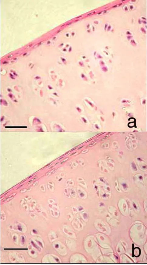 Figure 6femur of a rat at 23 weeks of ageHistological sections of cartilage obtained from the distal Histological sections of cartilage obtained from the distal femur of a rat at 23 weeks of age