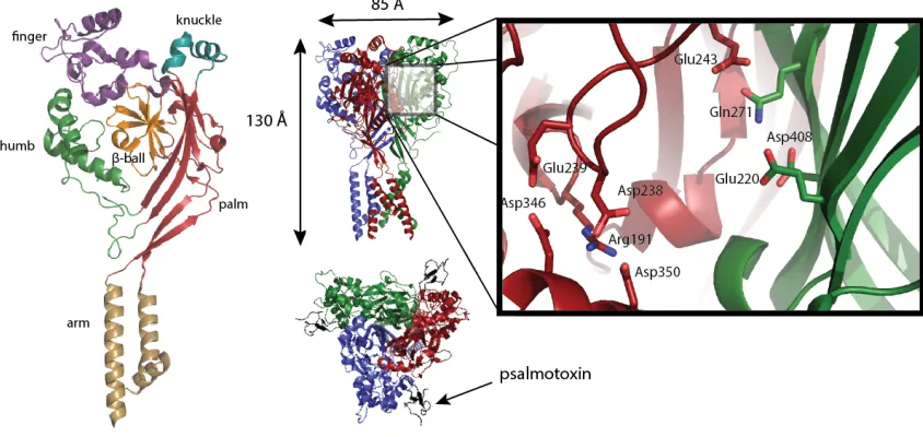 Figure 1.3. The acid-sensing ion channels. (Left) A cartoon representation of the subunit architecture of ASIC1a