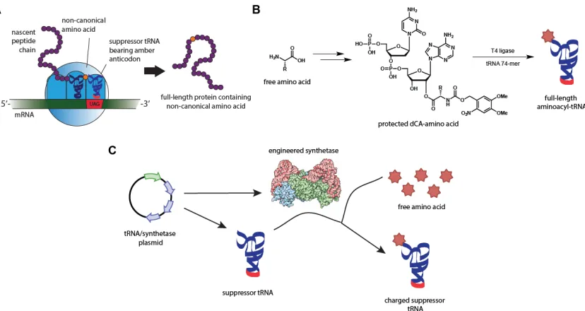 Figure 1.5. Non-canonical amino acid mutagenesis via nonsense suppression. (A) An engineered suppressor tRNA can insert nonproteinogenic amino acid analogues at the site of a nonsense mutation, allowing for expansion of the genetic code