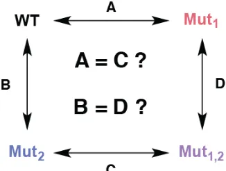 Figure 1.7. Double-mutant cycle analysis. If the functional perturbation caused by mutation 1 is identical in the absence or presence of mutation 2, the effects are additive and therefore independent