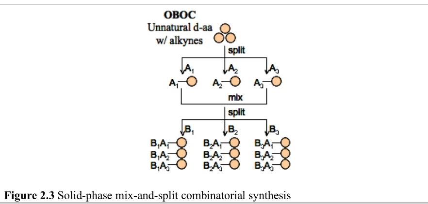 Figure 2.3 Solid-phase mix-and-split combinatorial synthesis A standard solid-phase peptide synthesis method with 9-fluorenylmethoxycarbonyl 