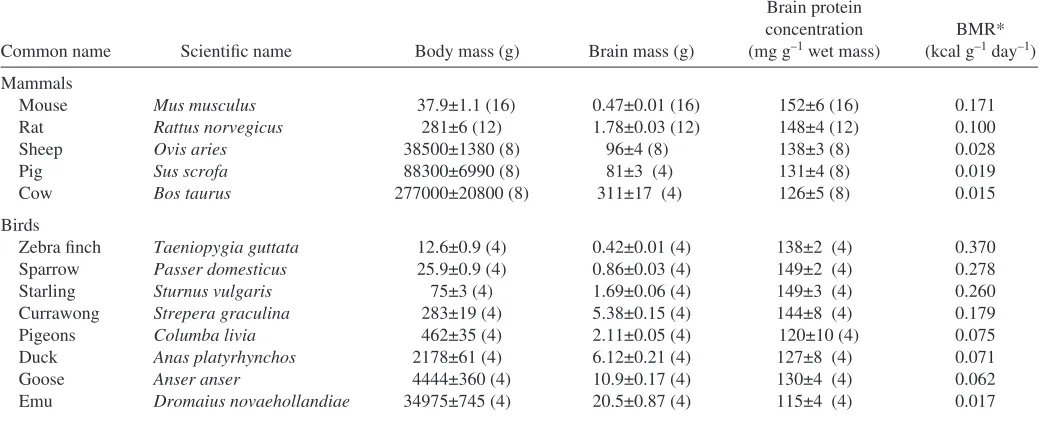 Table 1. Body mass, brain mass, brain protein concentration and basal metabolic rate of the mammals and birds