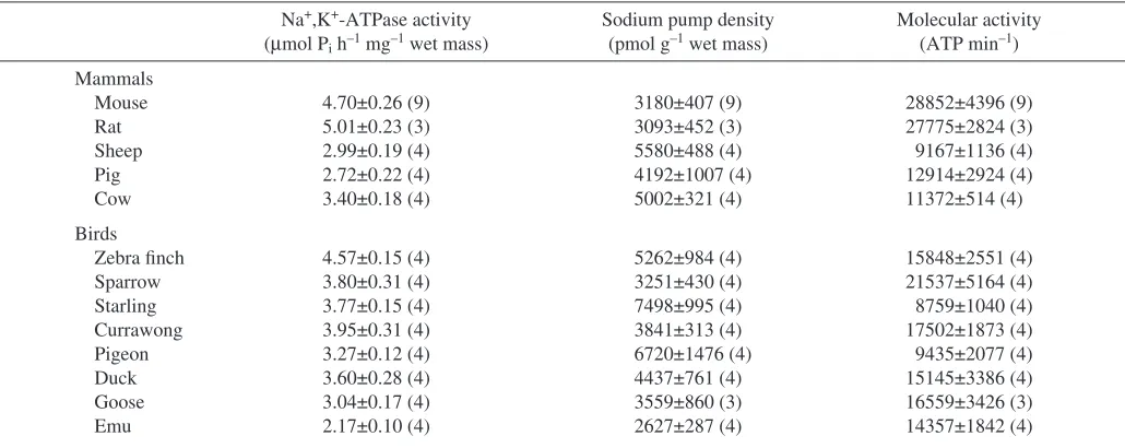 Table 2. Na+,K+-ATPase activity, sodium pump density, and molecular activity of sodium pumps from the brain of mammalsand birds