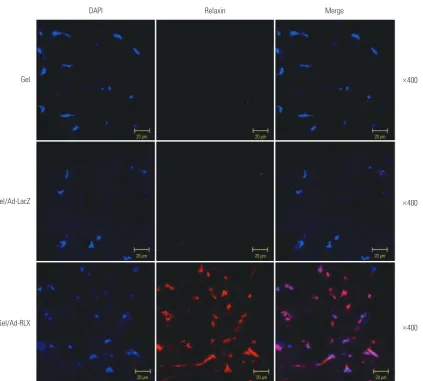 Fig. 2. Immunofluorescence staining to evaluate the effects of relaxin on scar reduction in pig scar tissues