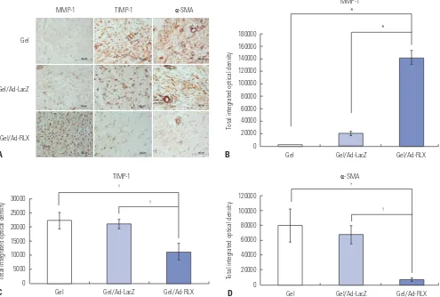 Fig. 4. Immunohistochemical staining for matrix metalloproteinase-1 (MMP-1), tissue inhibitor of metalloproteinase-1 (TIMP-1), and alpha-smooth mus-creased in pig tissues treated with gel/Ad-RLX, compared to those with control virus (pig tissues treated wi