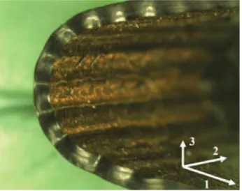 Figure 1.4: Elastic ﬁber microbuckling on the compression side of a folded elastic memory compos-ite [11]