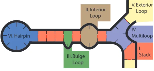Figure 3.1: Secondary structure divided into loops