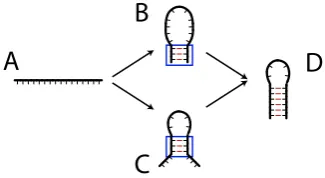 Figure 7.6: Hairpin Folding Pathways. Blue boxes indicate regions of interest used in loosestructure deﬁnitions (Table 7.3)