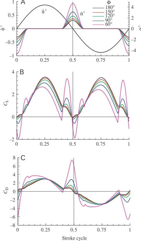 Table 4. Effects of stroke amplitude (Φ) on mean lift (CL) anddrag (CD) coefficients