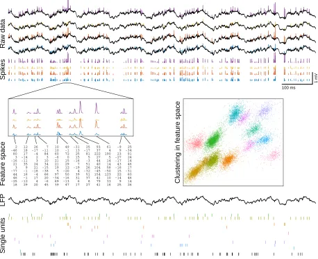 Figure 1.1: An overview of spike sorting. Spike sorting is the process of detecting spikes(the extracellular signatures of neuronal action potentials) and assigning them to putative