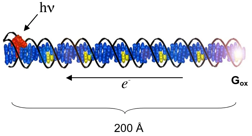Figure 1.2. Schematic illustration of DNA-mediated hole transport through a 63-mer DNA duplex with covalently tethered Rh complex as photooxidant