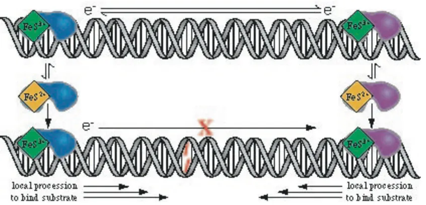 Figure 1.8. Proposed model for long-range DNA signaling between base excision repair enzymes using DNA-mediated charge transfer to detect base lesions