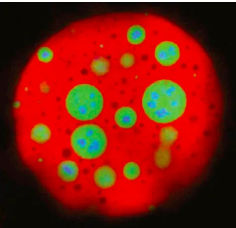 Figure 1.2: Reproduced from Feric et al. 2016 (DOI: 10.1016/j.cell.2016.04.047,CellPress open access, Creative Commons License), a picture of the nucleolus, amembraneless organelle [42].