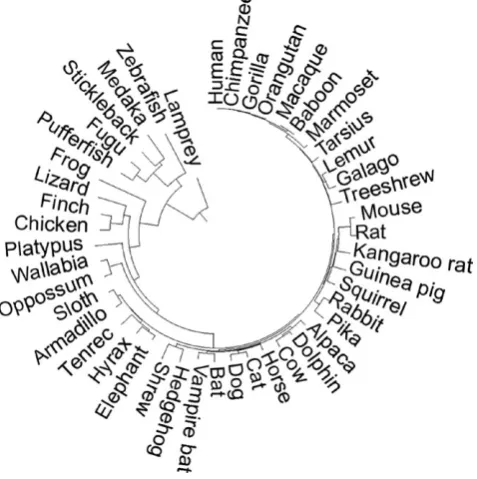 FIGURE 1 TimeTree of the 46 species used in computing evolutionary parameters. Branch length is proportional to species divergence times obtained from the TimeTree database (Hedges et al., 2006)