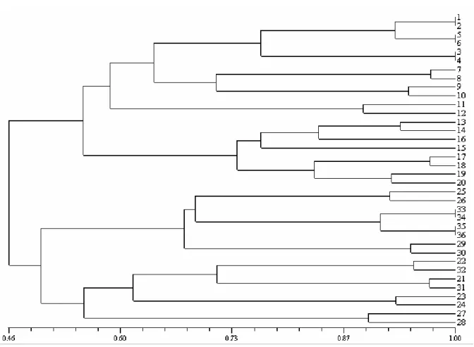 Figure 5. Dendrogram of 36 triploid banana accessions. Accessions 1-2 = Pisang Puju, 3-4 = Pisang Awak, 5-6 = Kepok Alpha, 7-8 =  Budless Sulawesi, 9-10 = Kepok SP, 11-12 = Kepok Amorang , 13-14 = Kepok Kuning Yogya, 15-16 = Kepok Jember, 17-18 = Kepok  OP