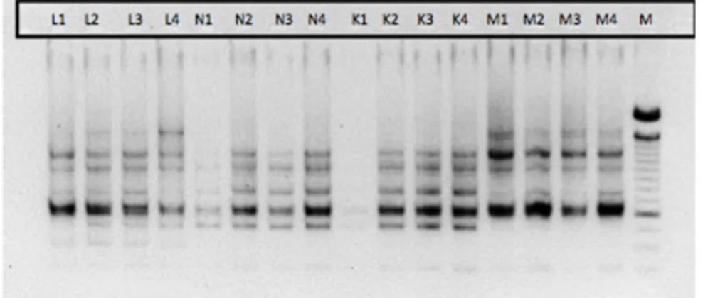 Fig. 3. The ISSR profile of 16 Withania somnifera genotypes produced with primer UBC 859  (lane M is a 100 bp ladder and lanes 1 to 16 represent different Withania somnifera genotypes.)