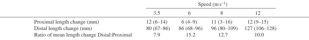 Table 1. Mean (range) length changes in the left forelimb of four horses during the stance phase of trot (3.5ms–1), right leadcanter (6ms–1 and 8 ms–1) and right lead gallop (12ms–1)