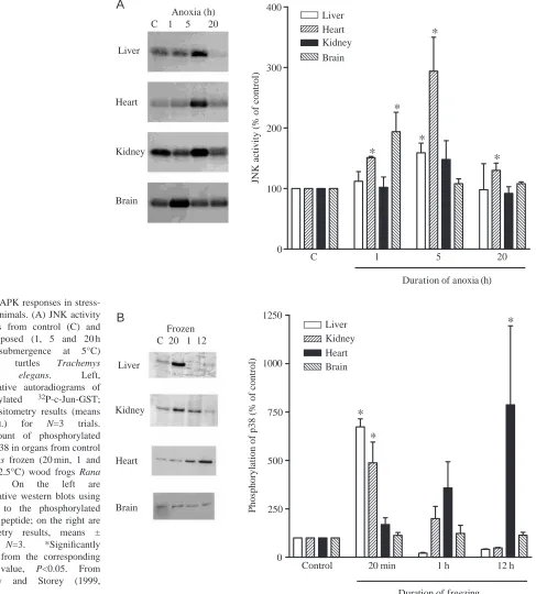 Fig. 2. MAPK responses in stress-tolerant animals. (A) JNK activity