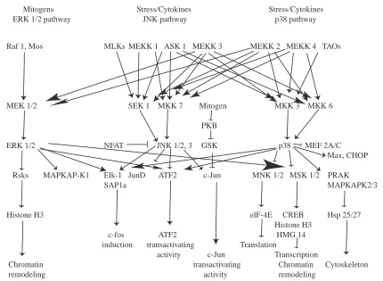 Fig. 3. Summary of MAPK signaling pathways, showing cross-talk between modules. 