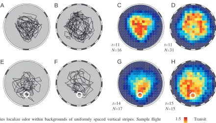 Fig. 9. Flies localize odor within backgrounds of uniformly spaced vertical stripes. Sample ﬂight1.5Transittrajectories from ﬂies ﬂying within arenas of (A) three thick vertical stripes and (B) evenly spacedprobabilityvertical stripes