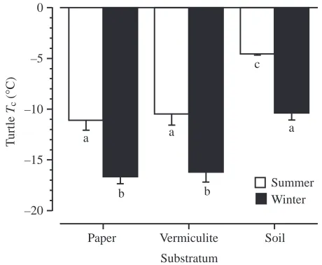 Fig. 1. Temperatures of crystallization (Tc) of Chrysemys pictareared on different experimental substrata and tested shortly afterhatching (summer) or after acclimation to 4°C (winter)