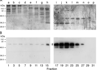 Fig. 10. Gel ﬁltration chromatography of Ha-CalpM. A calpain fraction from Q Sepharose ion exchange chromatography was separated on aSuperdex-200 gel ﬁltration column (see Materials and methods)