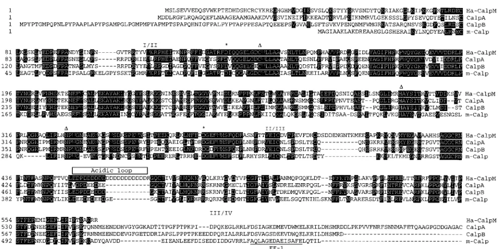 Fig. 2. Comparison of Ha-CalpM amino acid (aa) sequence with calpains from Drosophilanumbers are Z46891 for  and human