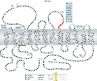 Fig. 1. Predicted secondary structure of KAAT1 polypeptide, showing location of mutations employed in the present study (blue, mutation; red,location) and conserved tyrosine 147 (yellow Y in lower box) among related transporters.
