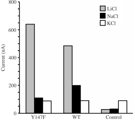 Fig. 8. Typical Li+-, K+- and Na+-induced currents in mutant Y147Fand wild type (WT).