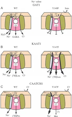 Fig. 10. Comparison of cation and amino-acid-associated netinward currents and transport occurring in Naof proline and other neutral amino acids