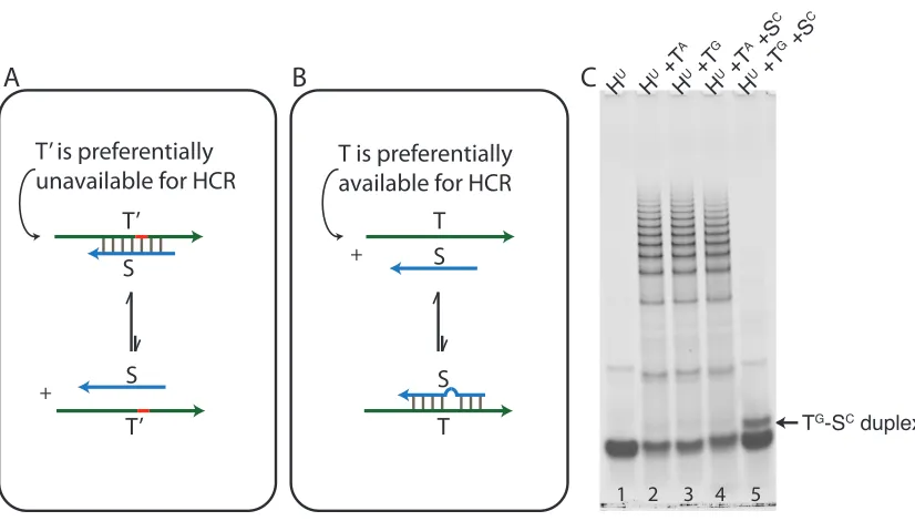 Figure 2.5: Scavenger- and HCR-mediated SNP detection. (A, B) Scavenger is a single-stranded oligonucleotide that complements T(C) The hardest SNP to detect in RNA-RNA hybridization is G′ and has an SNP with T