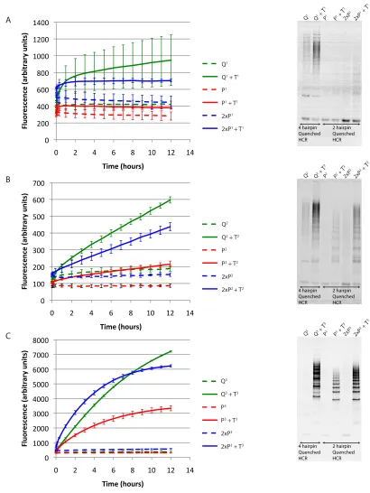 Figure 3.2: Each of three RNA targets (Txhairpin-periodicity Quenched HCR system (PQuenched HCR (QPCR machine