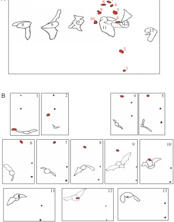 Fig. 2. Outline of bat and mealworm (red) in a successful capture attempt. (A) Superimposedsuccessive frames (40ms between frames) from camera B, (see Fig