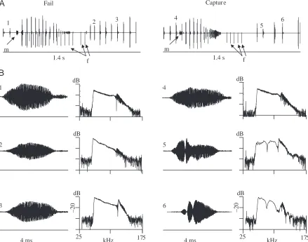 Fig. 3. (A) Overviews of the sonar signals of two trials recorded the same day from bat V