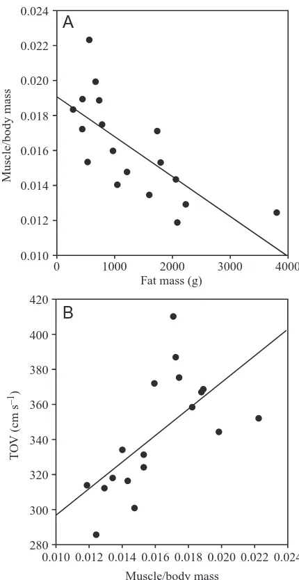 Fig. 8. (A) Signiﬁcant negative relationship between the ratio ofextensor muscle mass/body mass and body fat mass (r= –0.720,P=0.001, y=–2.3×10–6x+0.019)