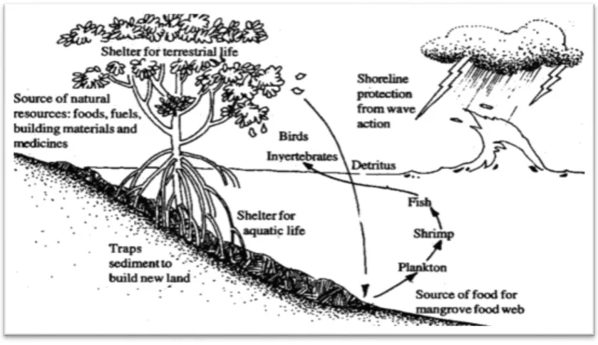 Figure 2. Schematic representation of the benefits of mangroves 
