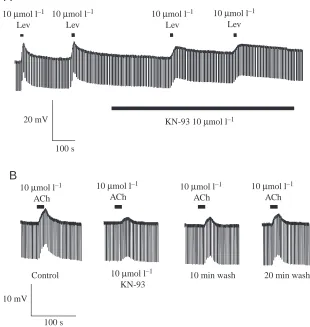 Fig. 5 shows concentrations of levamisole on a preparationbathed in normal Cathe effect of different2+ APF (Fig