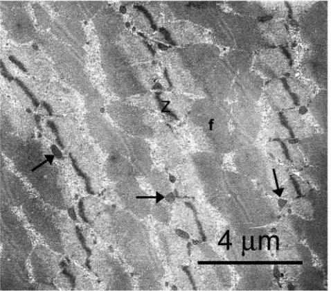 Table 1. Morphometric estimates for ﬁber ultrastructure in Weddell seals