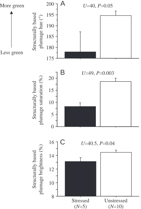 Fig. 4. Inﬂuence of nutritional stress on the expression of structurallybased plumage (A) hue, (B) saturation and (C) brightness in malebrown-headed cowbirds