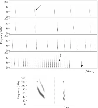 Fig. 1. A sonagram of calls emitted by aDaubenton’s bat attacking a target. The verticalharmonics can be visible when the bat isarrow indicates the time at which the bat ﬁrsthits the target