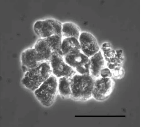 Fig. 1. A cluster of adhesive mitochondria-rich cells isolated fromthe pseudobranch. Scale bar, 50 µm.