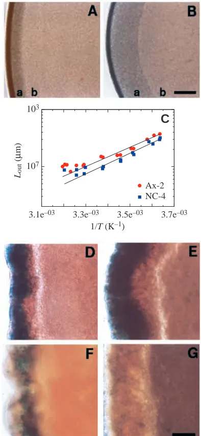 Fig. 1. (A,B) Dependence of the outer zone depth on temperature in2-D cultures. a, outer zone; b, inner zone
