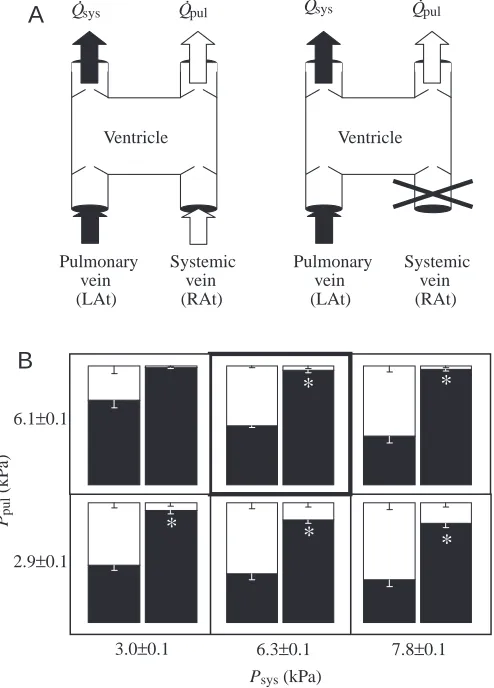 Fig. 3. Effects of independently changing outﬂow resistances in thepulmonary and systemic circulations on ﬂow distributions before andafter clamping the inﬂow to the right atrium (RAt; A)