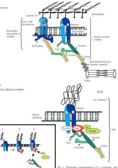 Fig. 1. Schematic representation of a costamere and the focal adhesion complex(FAC). (A) Two laminin receptors, a dystrophin/glycoprotein complex and an integrinreceptor complex are among the sarcolemmal structures (Pardo et al., 1983) that link the contra