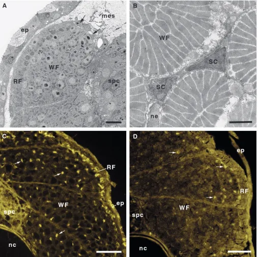 Fig. 2. Myogenic cells provide the basis of hyperplastic growth. All images are from cross sections