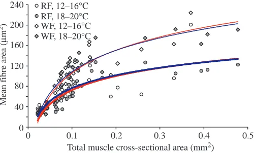 Fig. 4. Scatter plot showing the correlation of mean red (RF) andwhite ﬁbre (WF) sizes with ﬁsh size as given by total musclecross sectional area (c.s.a.) for Danube bleak reared under the tworising temperature regimes, 12–16°C and 18–20°C