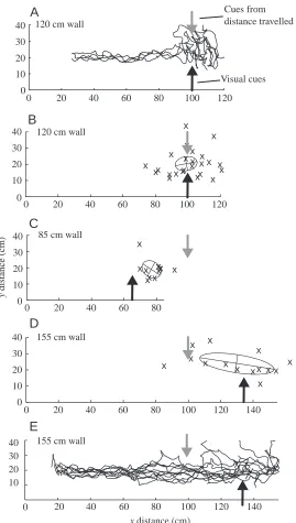Fig. 7. Stopping points. (A) Example trajectories from thecontrol condition with no food present (food in training isvisual cues are indicated by black arrows, the predicted stoppingpoints for cues from distance walked by grey arrows).(E) Example trajector