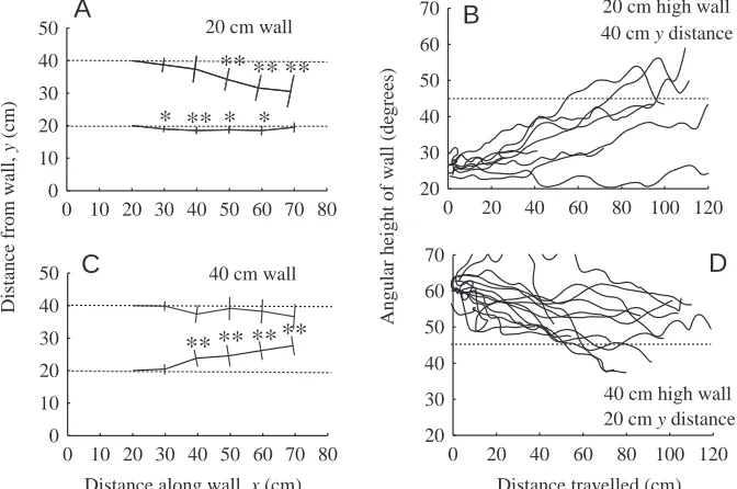 Fig. 2. Responses of ants to the angular heighty distance00A direction. TheyC5010 20 30 40 50 60 70 80Distance along wall, *40 cm wall*****40x*****30 (cm)******40 cm 20 cm high wall20 cm wall20y10 distanceAngular height of wall (degrees)70706050403040 cm h
