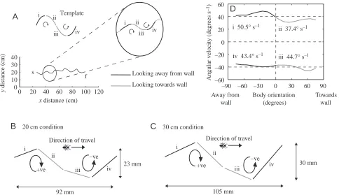 Fig. 4. The ﬁne structure of the ant’s wiggly paths. (A) Each cycle of the ants’ wiggles was split into quadrants according to the ants’orientation and turning direction