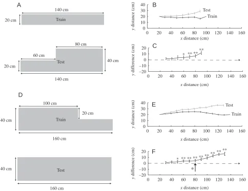 Fig. 6. Responses to stepped walls. (A) The dimensions of the training and test walls from an experiment in which ants were trained to a 20 cmhigh wall and tested with a stepped wall